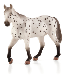 Mojo Appaloosa Hingst