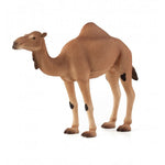 Animal Planet Arabisk Kamel