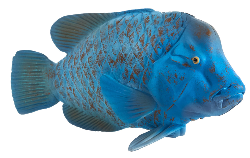 Mojo Blue Groper